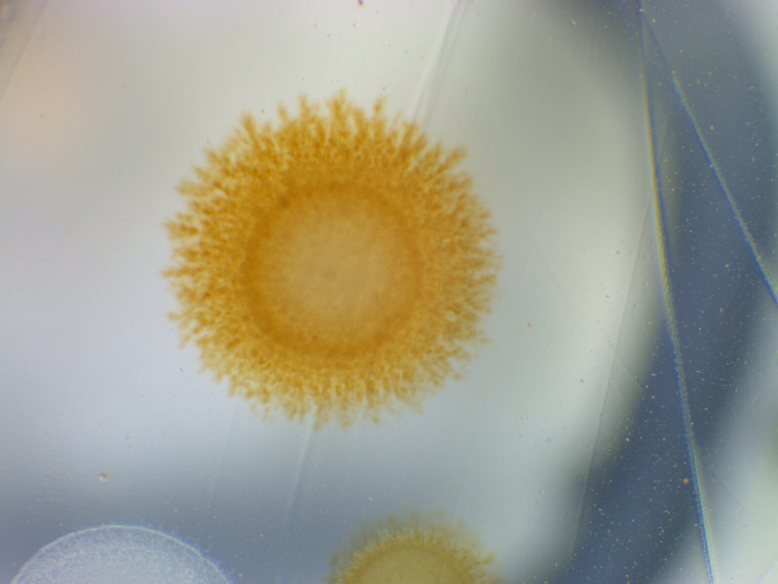 Cultivating Manganeseoxidizing Bacteria from groundwater Multikulti