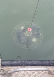 Auf der Suche nach MGII in der Nordsee