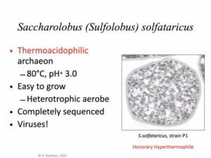 Sulfolobales and their viruses - Talk by Ken Stedman