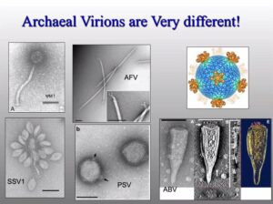 Sulfolobales und ihre Viren - Vortrag von Ken Stedman