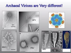 Sulfolobales and their viruses - Talk by Ken Stedman